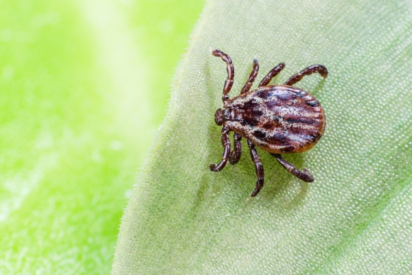 Photo for Take Steps to Prevent Tickborne Diseases