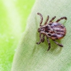 Photo for Take Steps to Prevent Tickborne Diseases