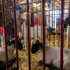 Photo for 4-H Livestock Show